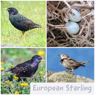 European Starling